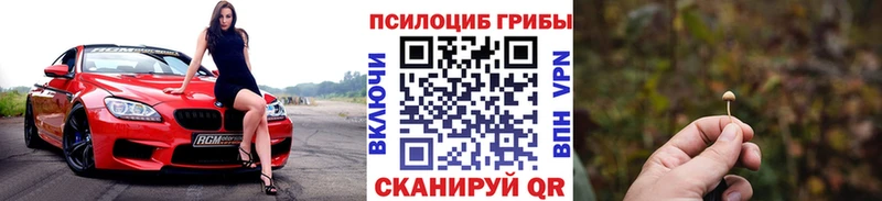 Купить где Нея Псилоцибиновые грибы Psilocybe